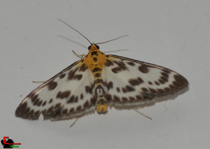 Anania hortulata conferma